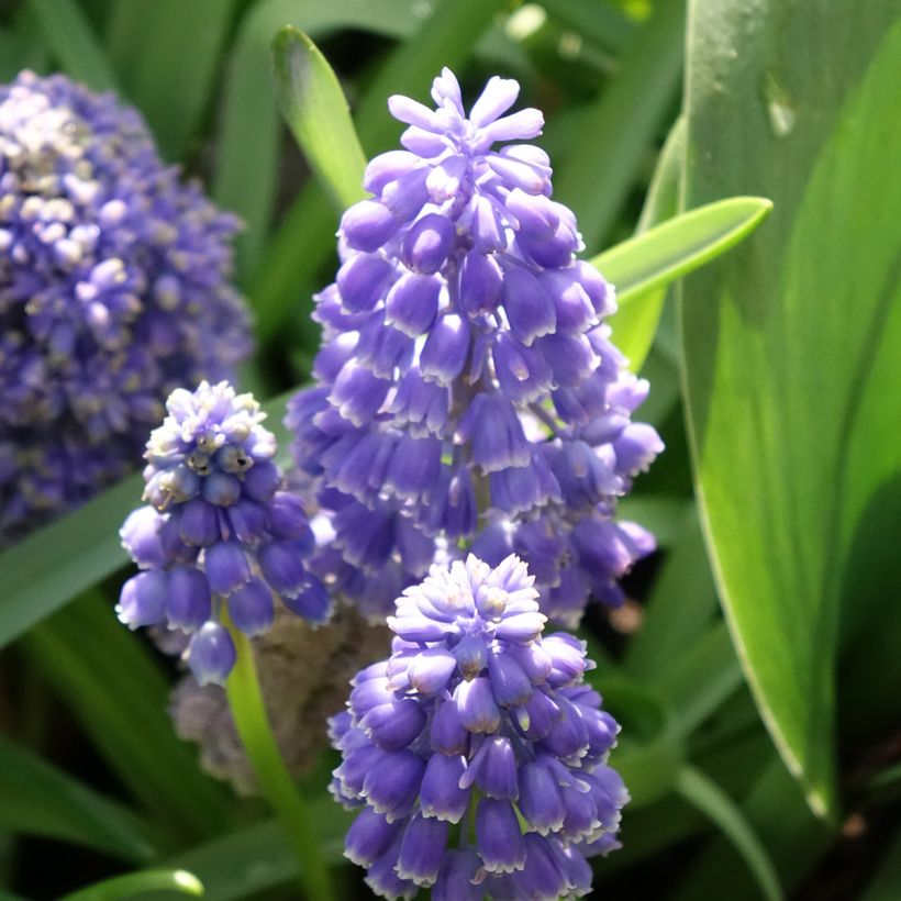 Muscari armeniacum Fantasy Creation - Blauwe druifjes (Bloei)