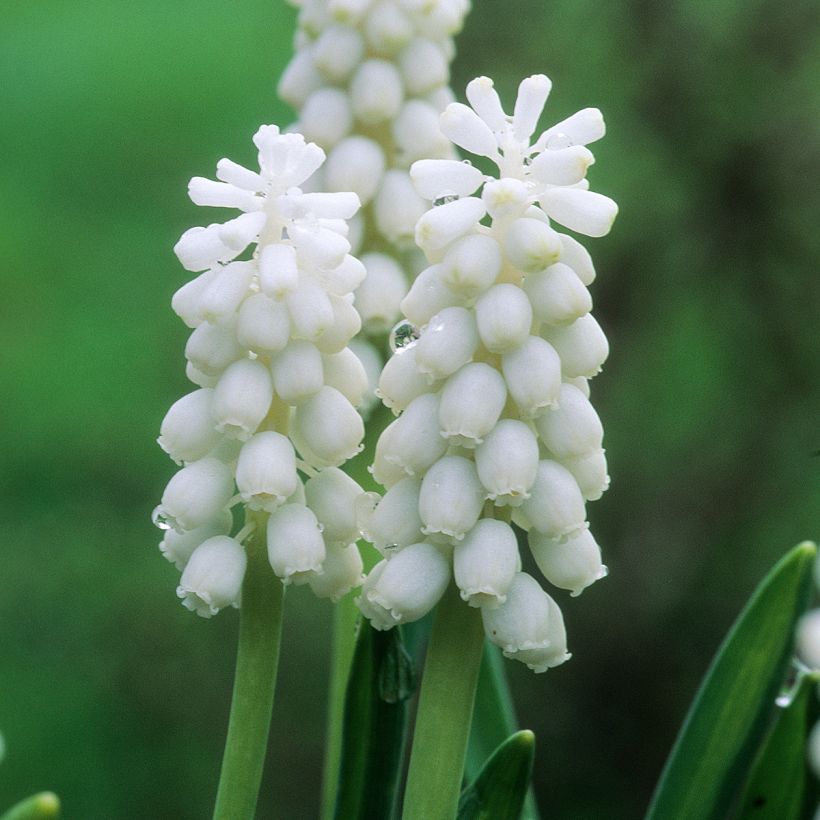 Muscari botryoides Album - Blauwe druifjes (Bloei)