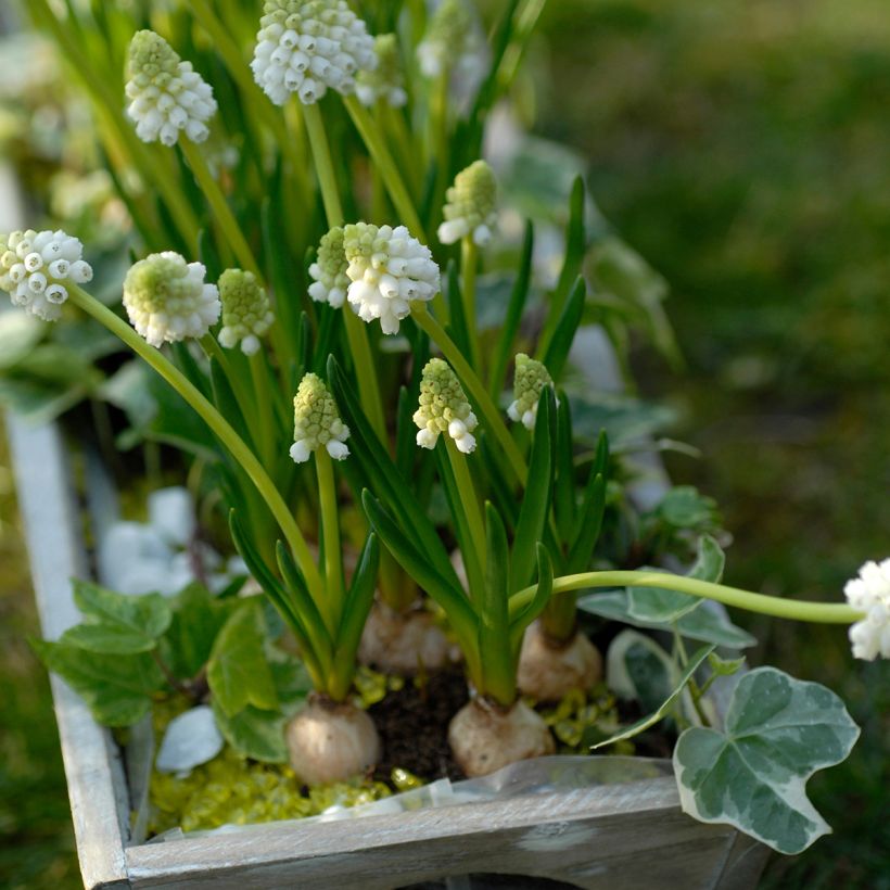 Muscari botryoides Album - Blauwe druifjes (Groeiplaats)