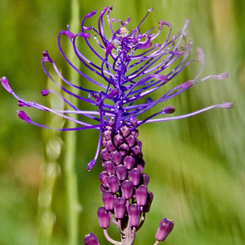 Muscari comosum - Kuifhyacint (Bloei)