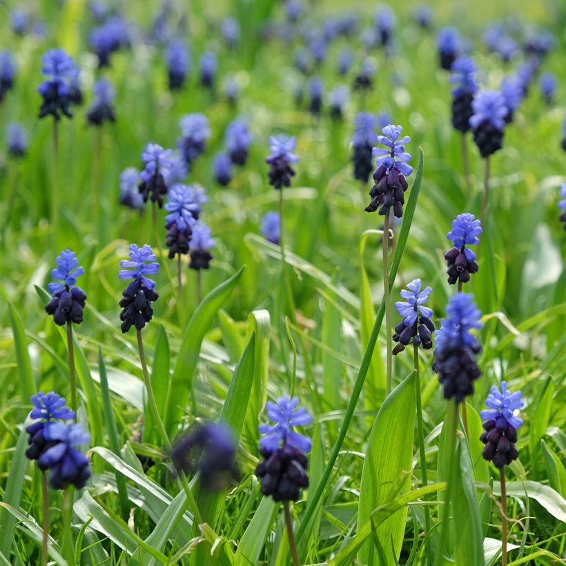 Muscari latifolium - Blauwe druifjes (Groeiplaats)
