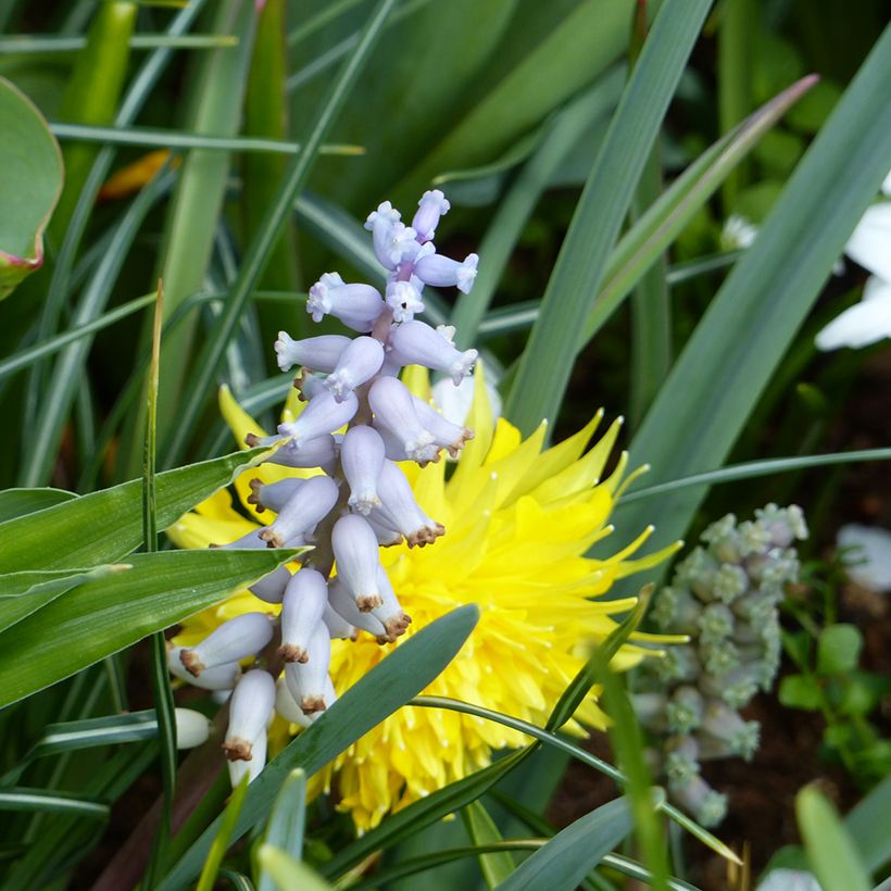 Muscari racemosum blote wortel - Blauwe druifjes (Bloei)
