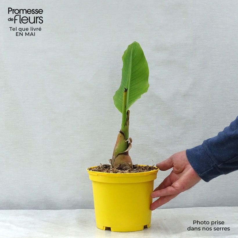 Exemplaar van Musella lasiocarpa - Gouden lotusbanaan Pot van 2 l/3 l zoals geleverd in de lente
