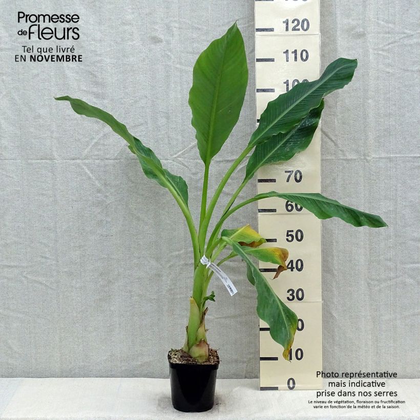 Exemplaar van Musella lasiocarpa - Gouden lotusbanaan Pot van 2 l/3 l zoals geleverd in de herfst