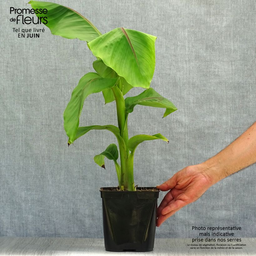 Exemplaar van Musella lasiocarpa - Gouden lotusbanaan Pot van 2 l/3 l zoals geleverd in de zomer