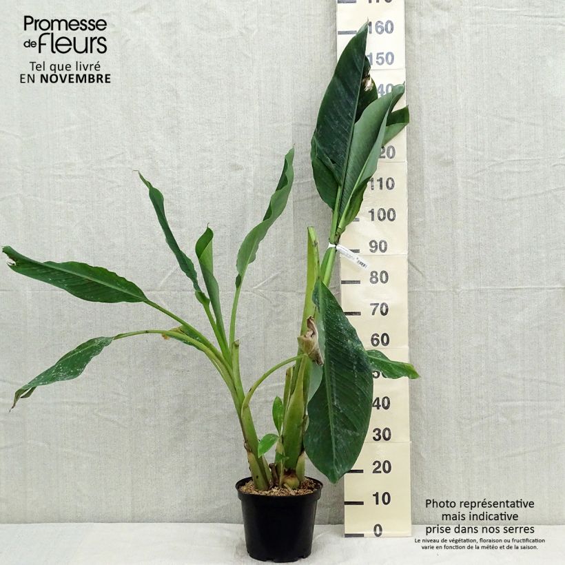 Exemplaar van Musella lasiocarpa - Gouden lotusbanaan Pot van 3 l/4 l zoals geleverd in de herfst