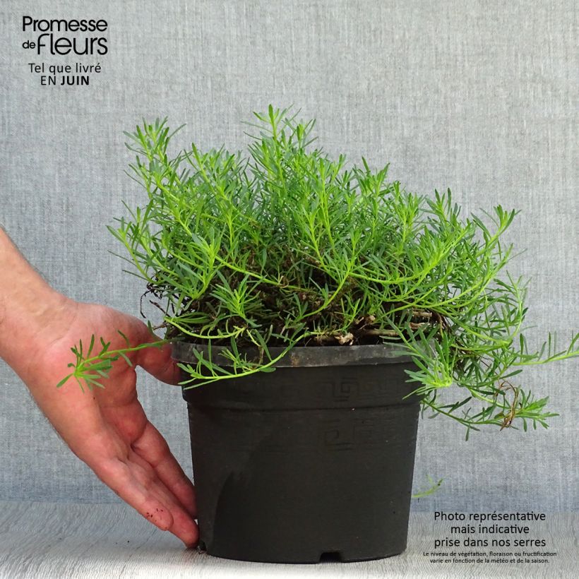 Exemplaar van Myoporum parvifolium Roze - Dwerglepeltjesboom Pot van 3 l/4 l zoals geleverd in de zomer