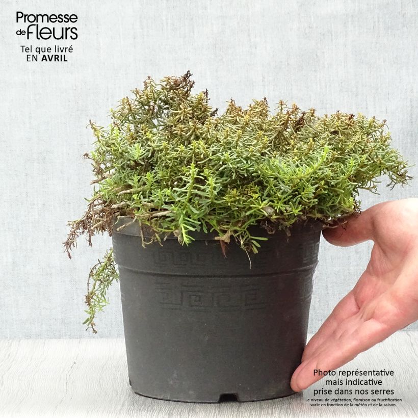 Exemplaar van Myoporum parvifolium Roze - Dwerglepeltjesboom Pot van 3 l/4 l zoals geleverd in de lente