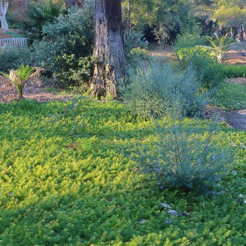 Myoporum parvifolium Wit - Dwerglepeltjesboom (Groeiplaats)