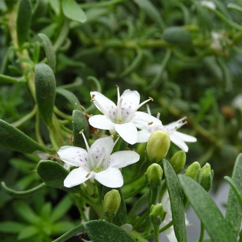 Myoporum parvifolium Wit - Dwerglepeltjesboom (Bloei)