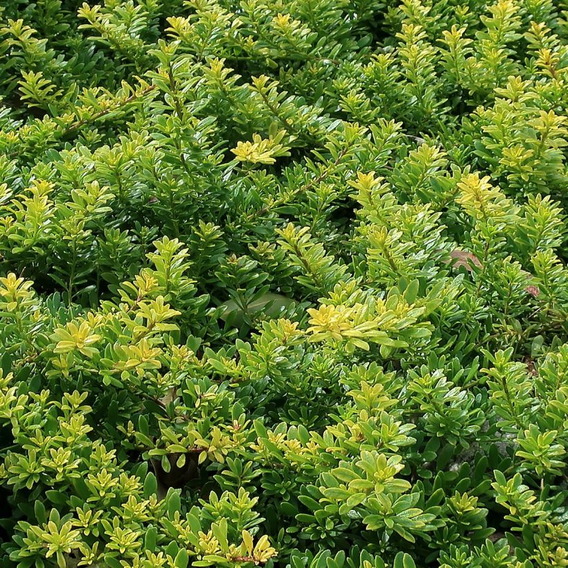 Myoporum parvifolium Roze - Dwerglepeltjesboom (Blad)