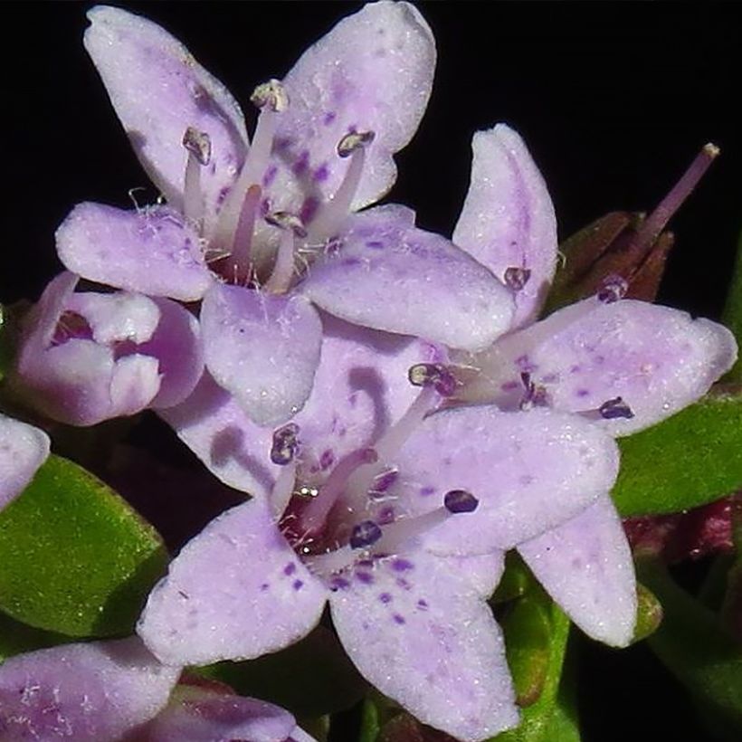 Myoporum parvifolium Roze - Dwerglepeltjesboom (Bloei)