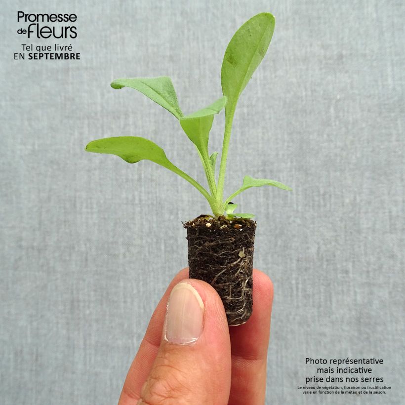 Exemplaar van Myosotis Blue Sylva - Bosvergeet-mij-nietje Mini-mot Ø 1,5/2,5 cm zoals geleverd in de herfst