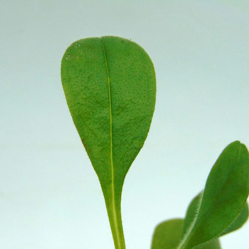 Myosotis Blue Sylva - Bosvergeet-mij-nietje (Blad)