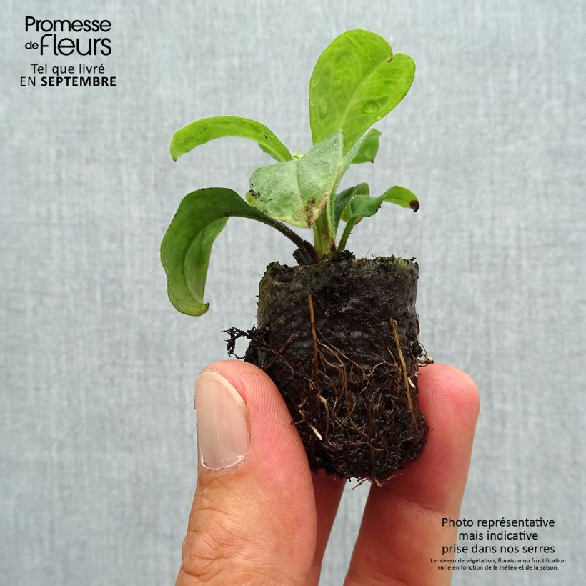 Exemplaar van Myosotis Myomark - Bosvergeet-mij-nietje Mini-mot Ø 3/4 cm zoals geleverd in de herfst