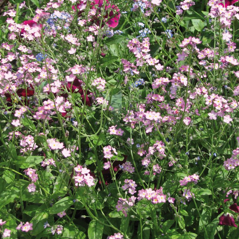 Myosotis sylvatica Roi des Carmins - Bosvergeet-mij-nietje (Bloei)