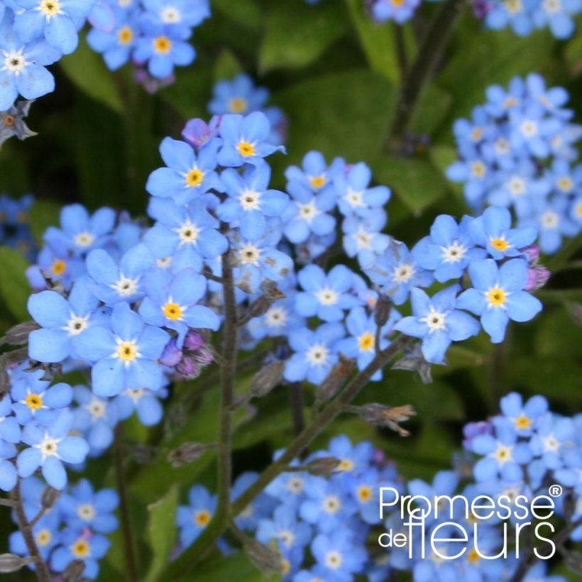 Myosotis sylvatica Savoie Blue (plugplanten) - Bosvergeet-mij-nietje (Bloei)