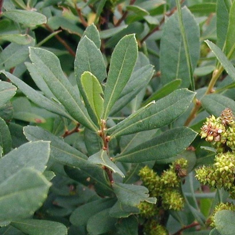 Myrica gale - Wasgagel (Blad)