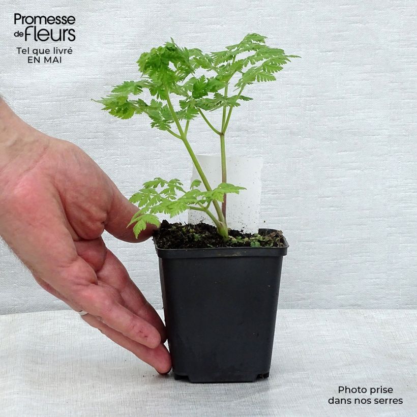 Example of Myrrhis odorata - Roomse kervel Kweekpotje van 8/9 cm as you get in printemps