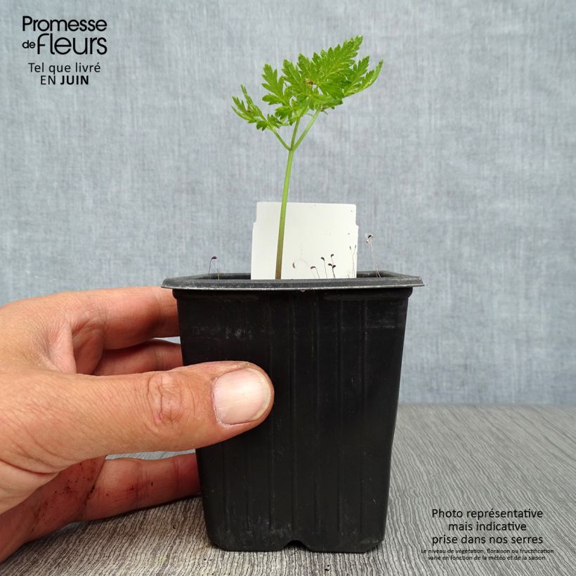 Exemplaar van Myrrhis odorata - Roomse kervel Kweekpotje van 8/9 cm zoals geleverd in de zomer