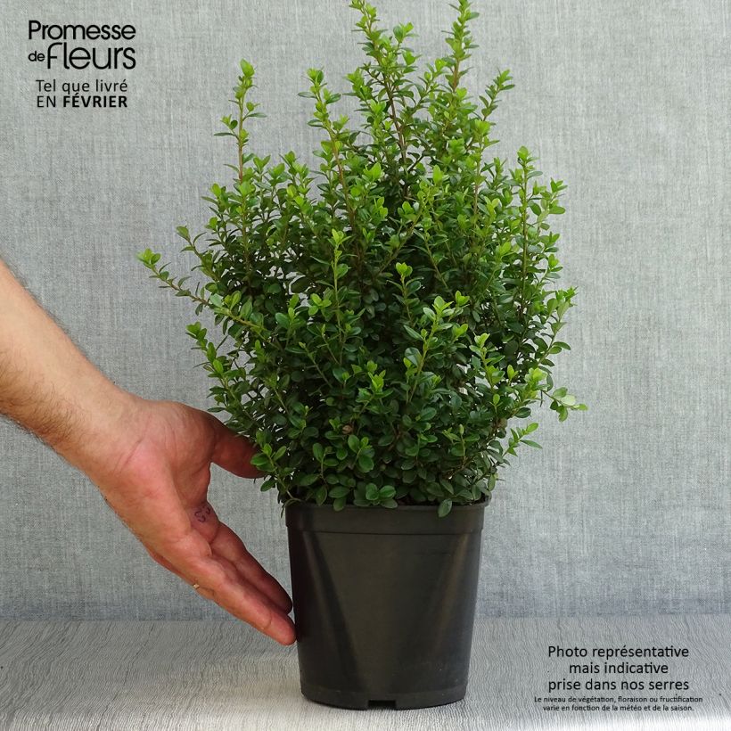 Exemplaar van Myrsine africana - Afrikaanse buxus Pot van 2 l/3 l zoals geleverd in de herfst