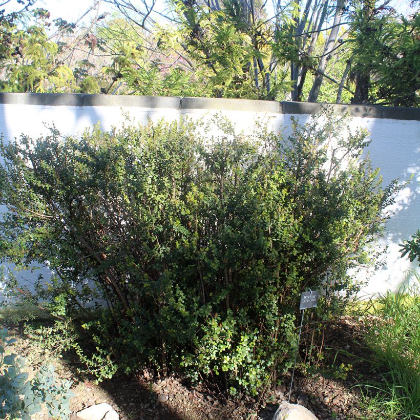 Myrsine africana - Afrikaanse buxus (Groeiplaats)