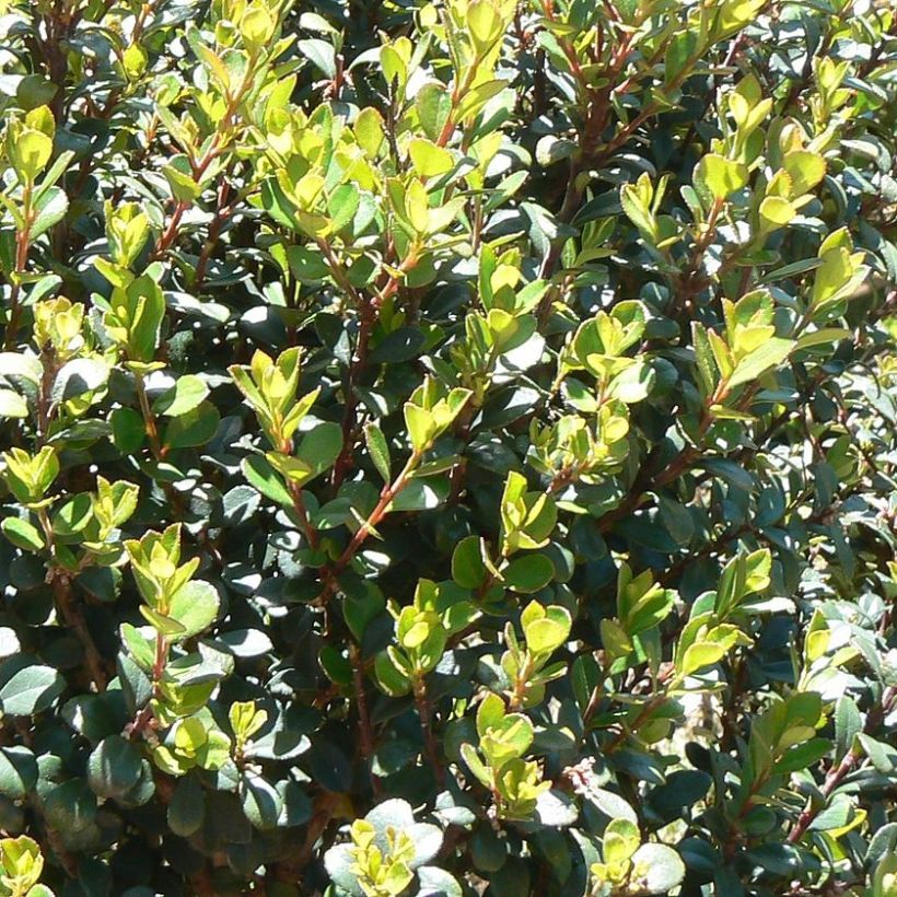 Myrsine africana - Afrikaanse buxus (Blad)