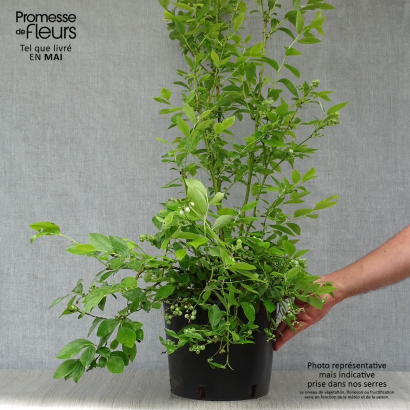 Exemplaar van Blauwe bes Goldtraube Pot van 7,5 l/10 l, Struik zoals geleverd in de lente