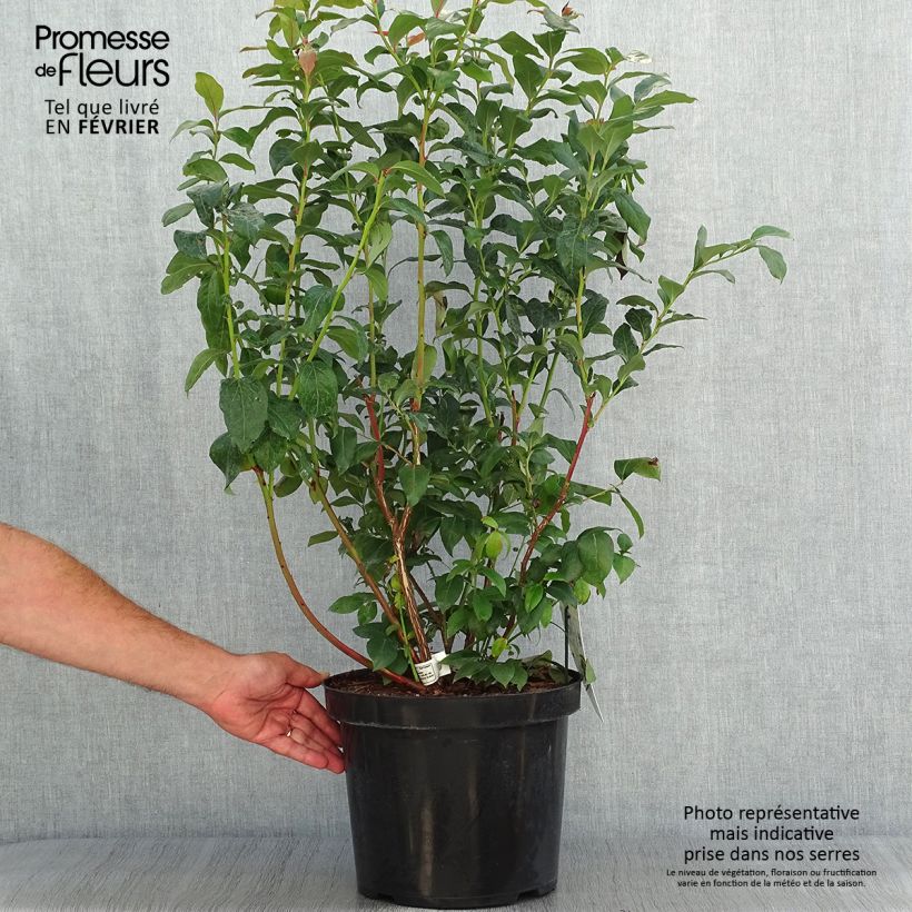 Exemplaar van Blauwe bes Duke Pot van 7,5 l/10 l zoals geleverd in de herfst
