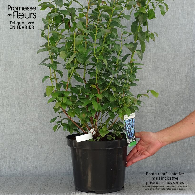 Exemplaar van Blauwe bes Spartan Pot van 7,5 l/10 l zoals geleverd in de herfst