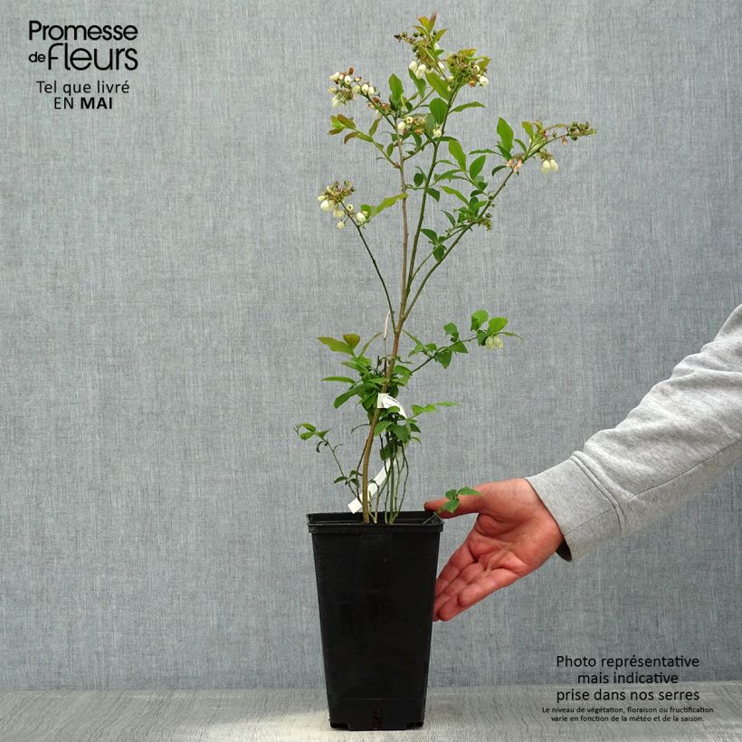 Example of Blauwe bes Berkeley Pot van 1,5 l/2 l as you get in printemps