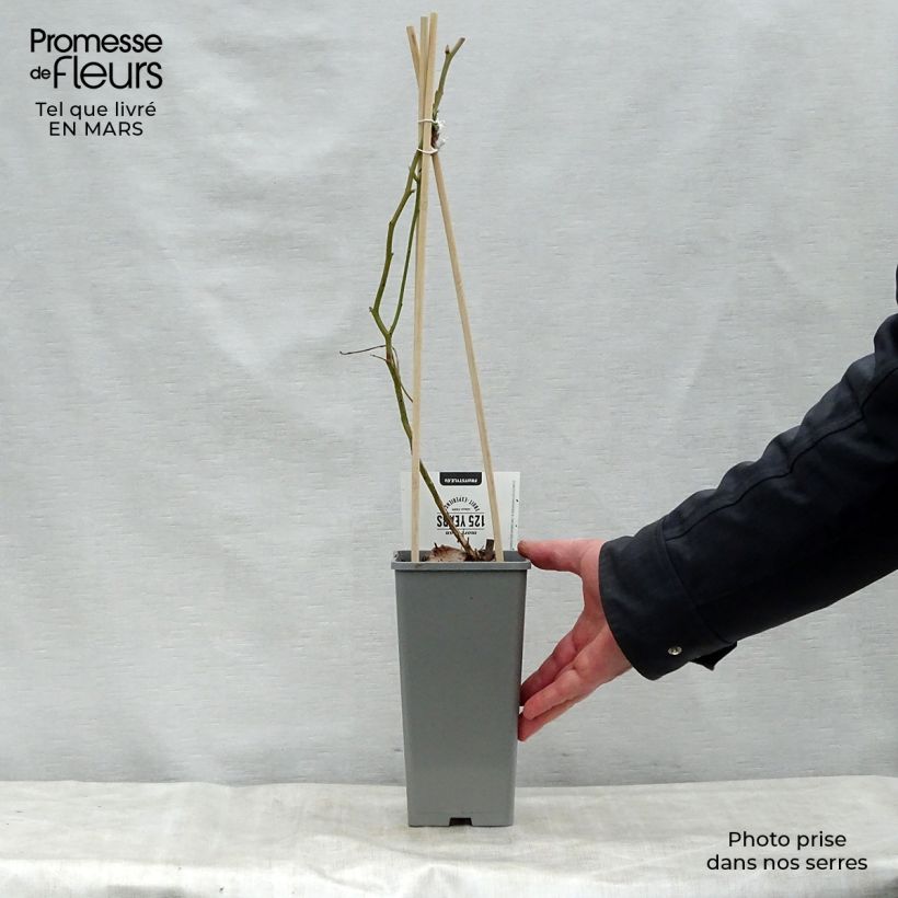 Exemplaar van Blauwe bes Blue Gold Pot van 1,5 l/2 l, Struik zoals geleverd in de lente