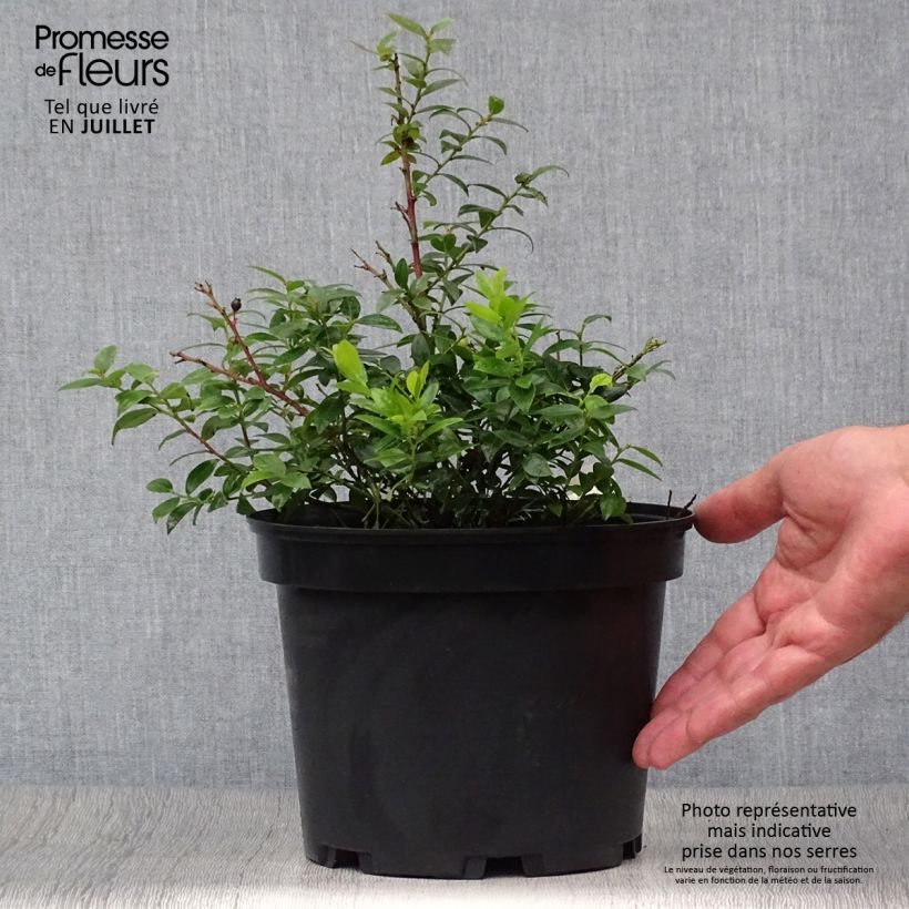 Exemplaar van Bosbes BerryBux Pot van 10 cm/11 cm zoals geleverd in de zomer