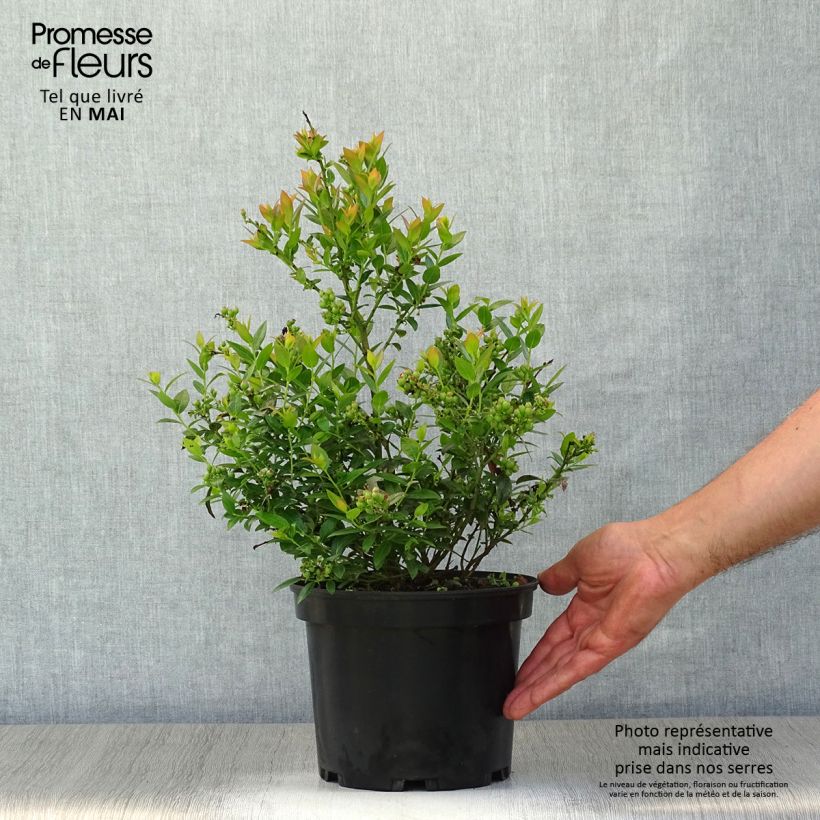 Exemplaar van Bosbes BerryBux Pot van 10 cm/11 cm zoals geleverd in de lente