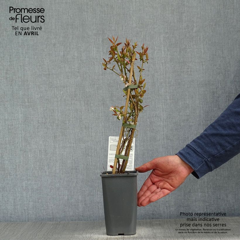 Example of Blauwe bes Brigitta Blue BIO Pot van 1,5 l/2 l, Struik as you get in printemps