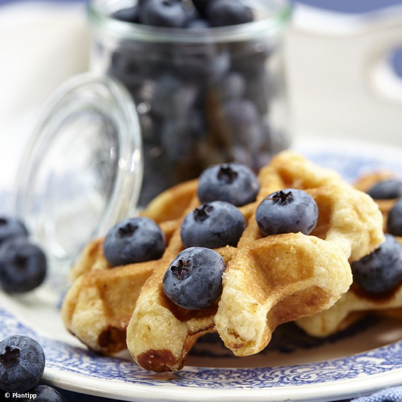 Blauwe bes Cabernet Splash (Oogst)