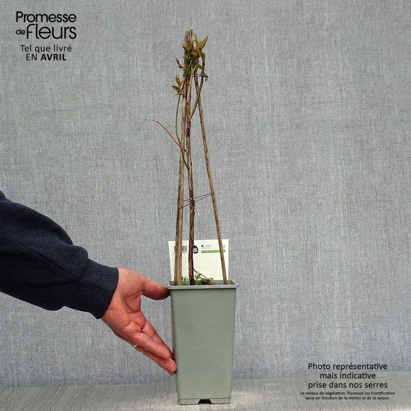 Exemplaar van Blauwe bes Goldtraube Pot van 1,5 l/2 l, Struik zoals geleverd in de lente