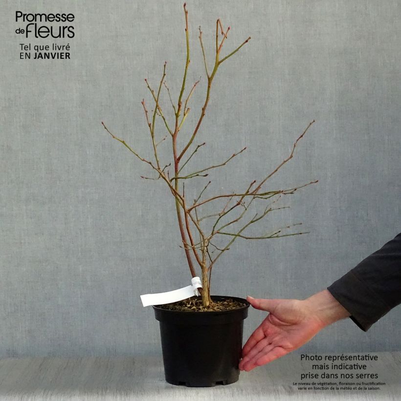 Exemplaar van Blauwe bes Jersey Pot van 4 l/5 l zoals geleverd in de winter