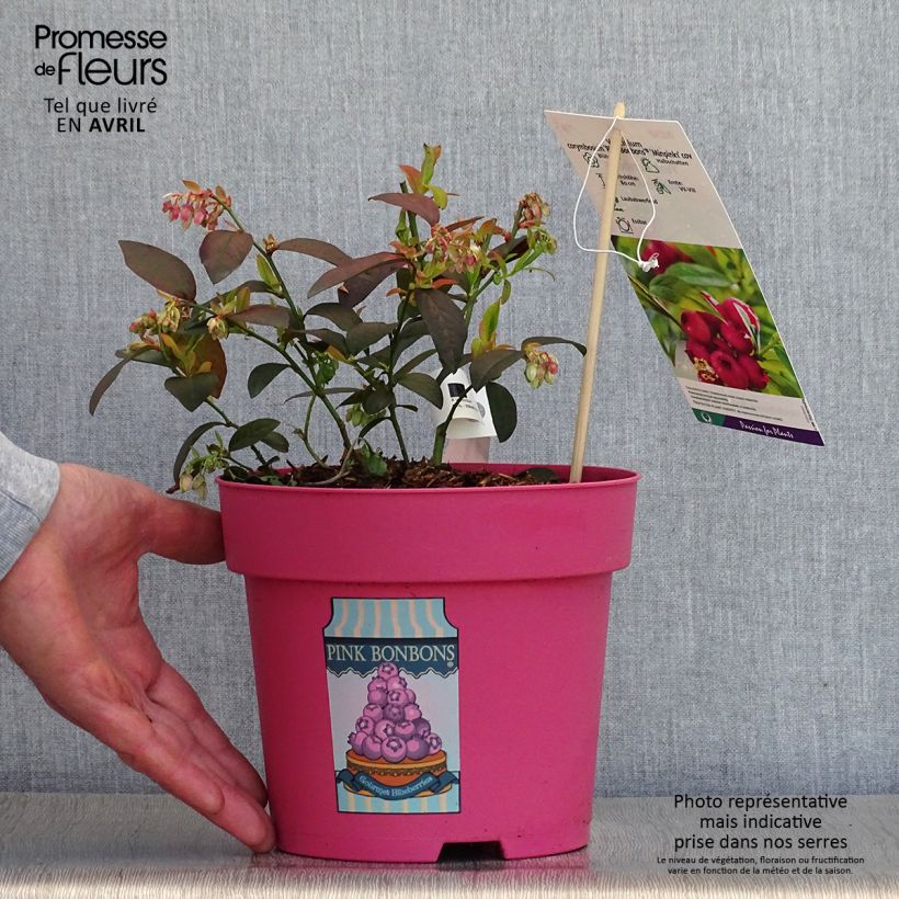Example of Blauwe bes Pink Bonbons Pot van 2 l/3 l as you get in printemps