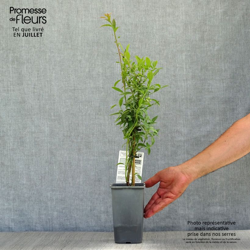 Exemplaar van Bosbes Pink Lemonade BIO Pot van 1,5 l/2 l, Struik zoals geleverd in de zomer