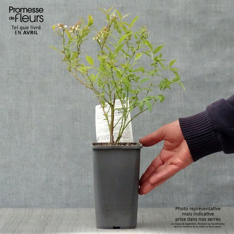 Exemplaar van Bosbes Pink Lemonade BIO Pot van 1,5 l/2 l, Struik zoals geleverd in de lente