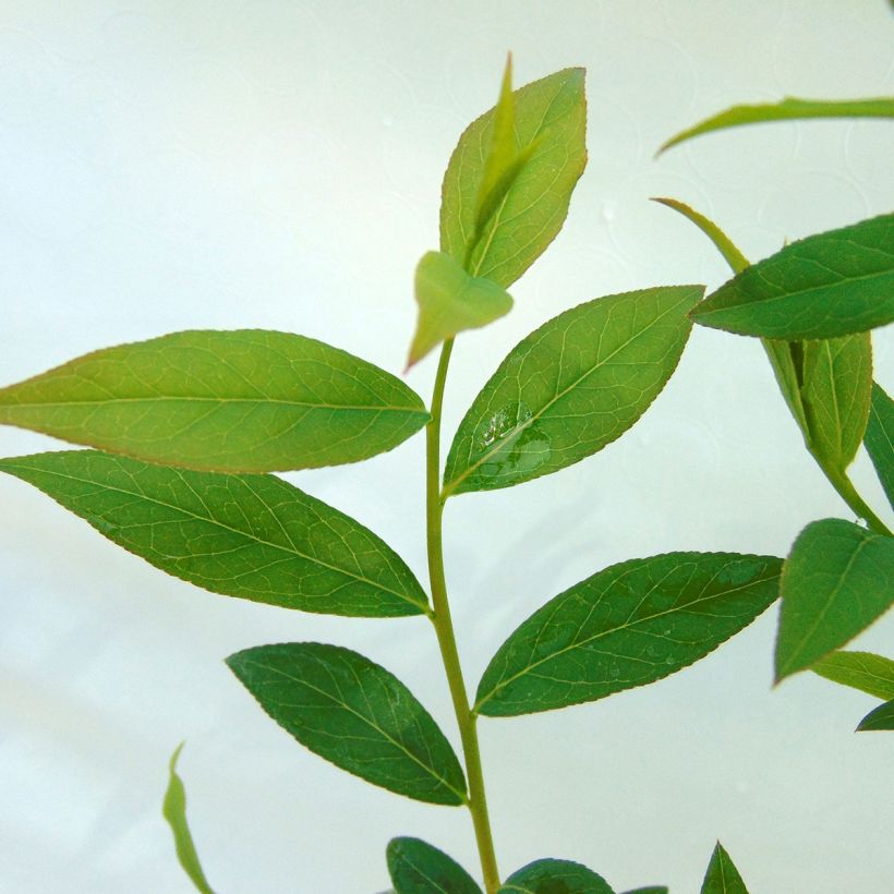 Bosbes Pink Lemonade (Blad)