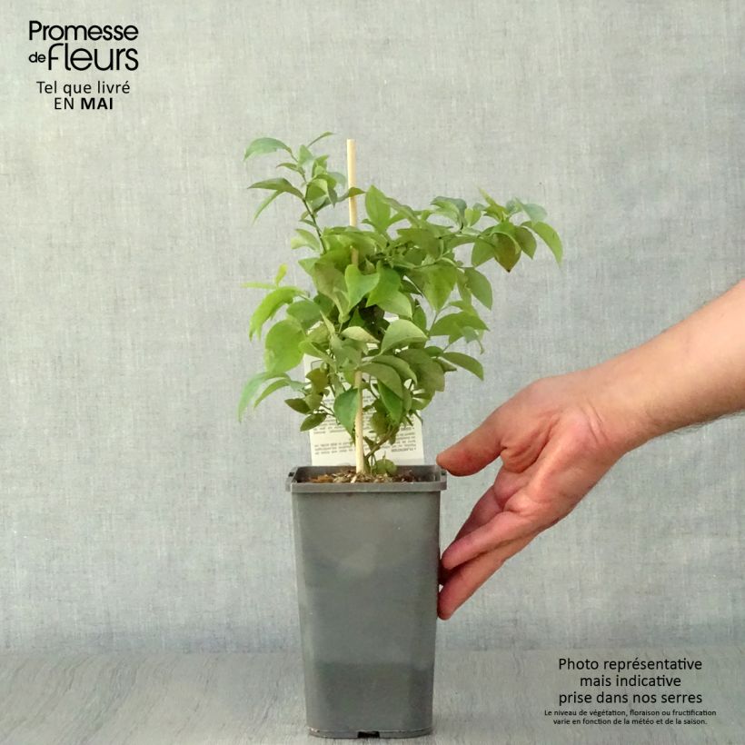 Exemplaar van Bosbes Powder Blue BIO Pot van 1 l/1,5 l, Struik zoals geleverd in de lente