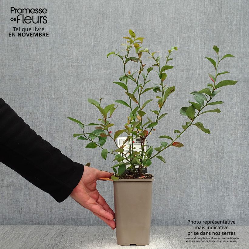 Exemplaar van Bosbes Powder Blue Pot van 1,5 l/2 l, Struik zoals geleverd in de herfst