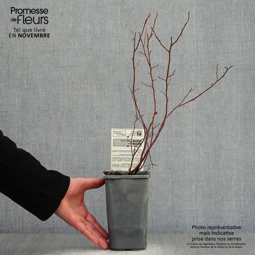 Exemplaar van Blauwe bes Reka BIO Pot van 1,5 l/2 l, Struik zoals geleverd in de herfst