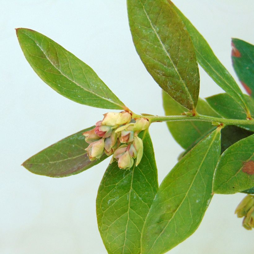 Blauwe bes Sunshine Blue (Foliage)