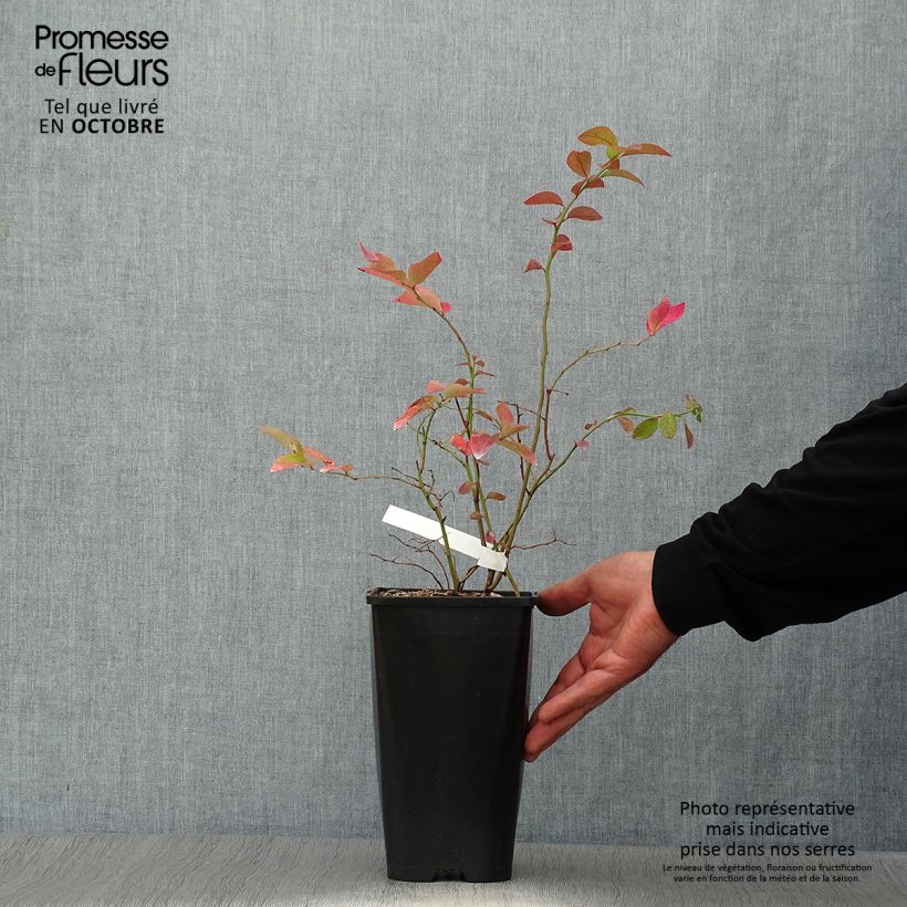 Exemplaar van Blauwe bes Andval1601 Yello!Berryblue® Pot van 2 l/3 l zoals geleverd in de herfst
