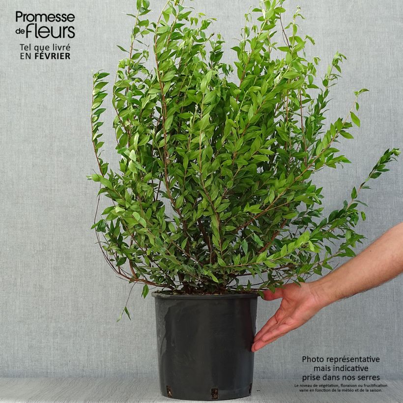 Exemplaar van Myrtus communis - Mirte Pot van 7,5 l/10 l zoals geleverd in de herfst