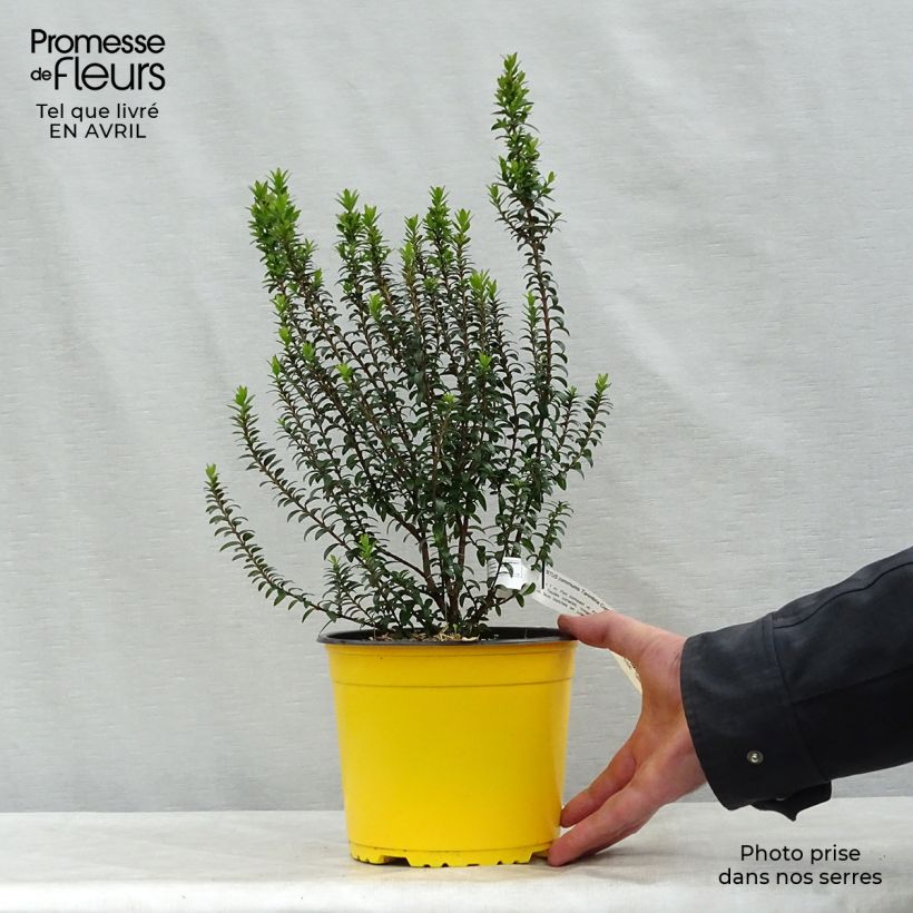 Exemplaar van Myrtus communis Tarentina - Mirte Pot van 2 l/3 l zoals geleverd in de lente