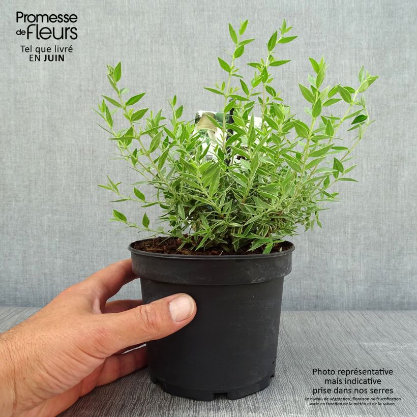 Exemplaar van Myrtus communis Variegata - Bonte mirte Pot van 1,5 l/2 l zoals geleverd in de zomer